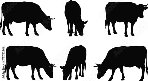 Black cow silhouettes in various standing and grazing poses, livestock animals, rural farm life, agriculture, countryside nature, vector illustration artwork design