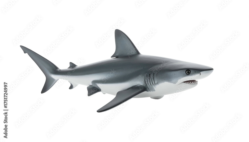 Fototapeta premium Gray shark swims with open mouth