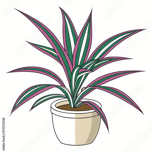 Isolated plant in a white pot showcases spiky leaves striped with green and pink