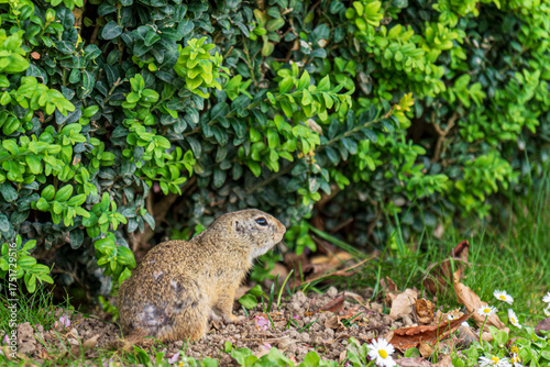 Ground Squirrel in Natural Garden Habitat