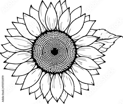 Canvas-taulu Detailed hand-drawn line art illustration of a blooming sunflower, capturing its intricate petals and textured center, perfect for naturalistic designs and botanical themes