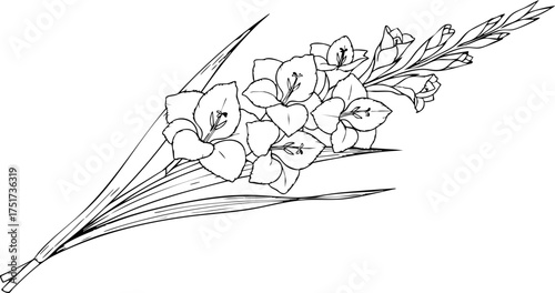 Tableau sur toile Elegant gladiolus bouquet sketch offering timeless beauty and classic floral artistry for sophisticated designs and heartfelt expressions