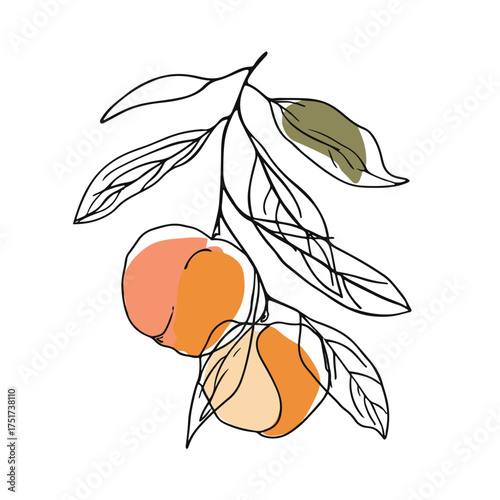Simple line drawing illustration of an orange on a tree branch
