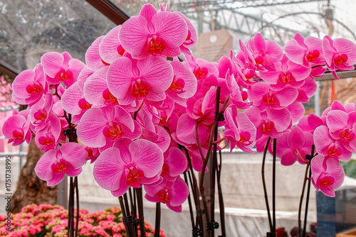 Orchid flower