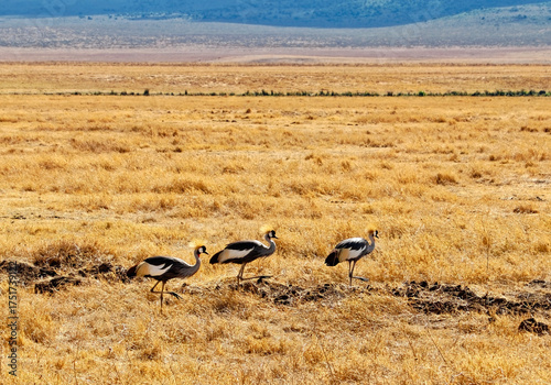 Africa - The grey crowned crane