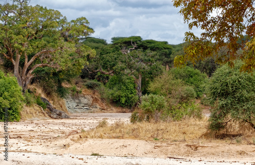 Tanzania, the national park – plant landscape.