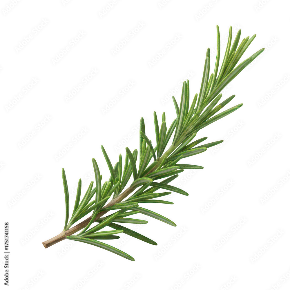 Fototapeta premium Fresh green rosemary sprig with needle like leaves on background herb plant