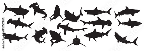shark silhouette on white background