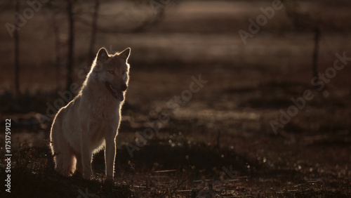 wolf in backlit light, dark