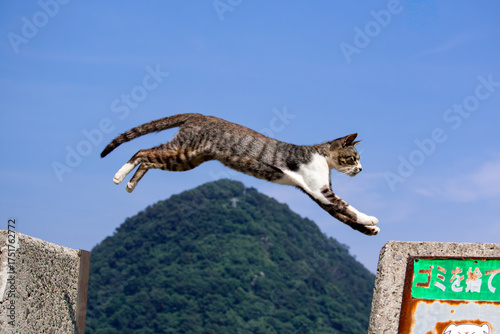 山をひとっ飛び：大ジャンプするキジトラ猫のダイナミックな瞬間
