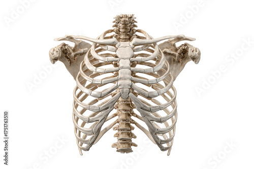 Detailed 3D anatomical model of the human rib cage