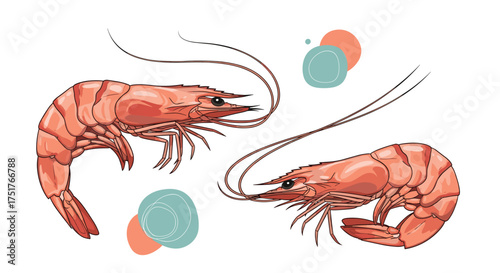 Two beautiful pink prawns swimming in the clear blue ocean water.