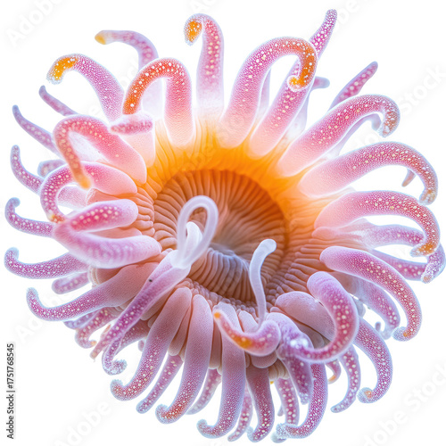 Sea anemone with pink tentacles and an orange center against black