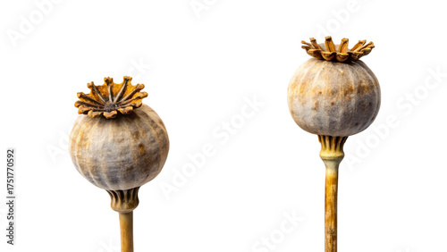 Two dried poppy seed pods isolated on transparent background, close up studio shot