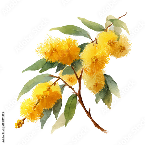 Acacia Flower watercolor drawing vector, premium quality illustration on a clean white background.