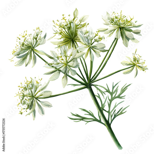 Anise watercolor drawing vector, premium quality illustration on a clean white background.