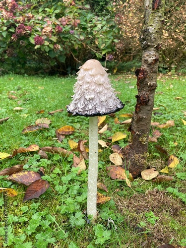 Einzelner Pilz / Schopftintling wächst im Garten auf der Wiese