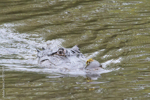Close-up photo of an American Alligator head submerged in murky Louisiana swamp water, Louisiana, USA