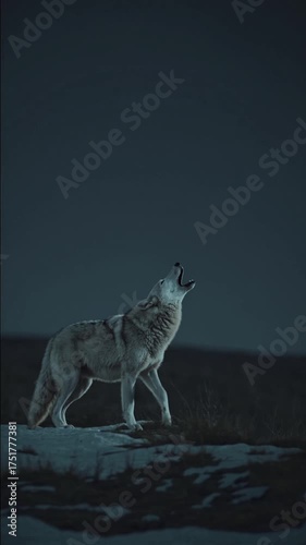 Loup hurlant sous la lune dans une nuit froide et bleutée