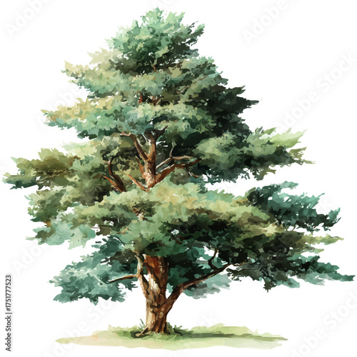 Cedar Tree watercolor vector illustration, high-quality artwork isolated on a pure white background.