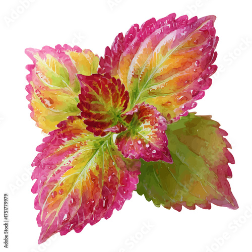 Watercolor Coleus Leaf vector, artistic painting style, high-resolution illustration on a pure white background.