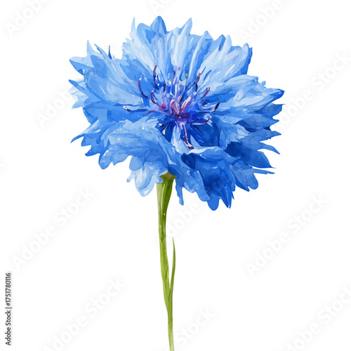 Cornflower Bachelors Button watercolor vector, hand-painted style, high-quality illustration isolated on white background.