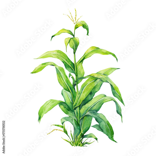 Corn Plant watercolor vector, hand-painted style, high-quality illustration isolated on white background.