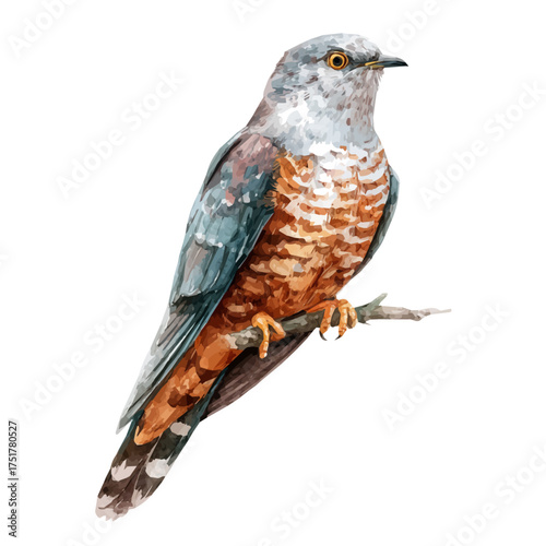 Photos Watercolor painting of Cuckoo, detailed and artistic vector illustration on a white background