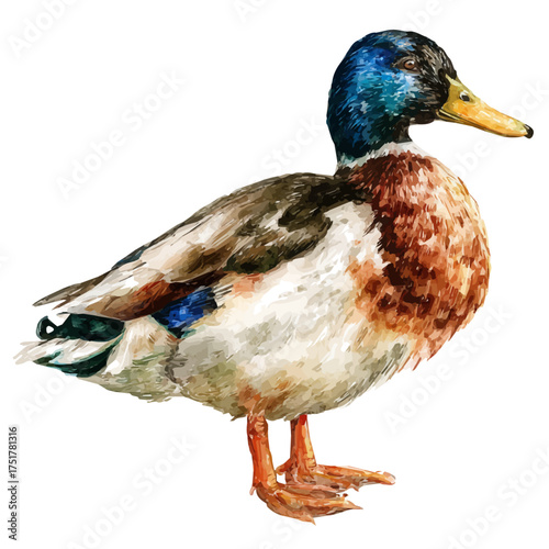 Duck watercolor drawing vector, premium quality illustration on a clean white background.