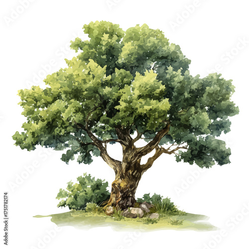 Elder Tree watercolor vector illustration, high-quality artwork isolated on a pure white background.