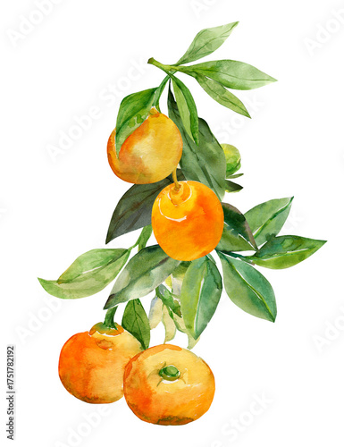 A branch of ripe tangerines.  Pattern.Image on white and colored background.