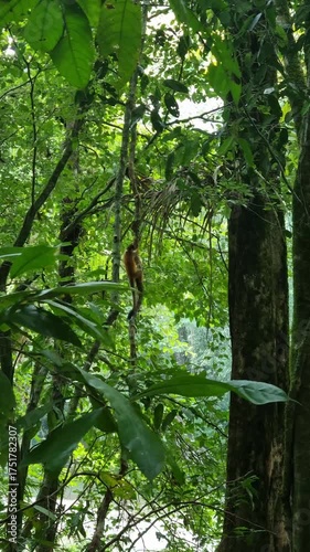 Playful Squirrel Monkey Hanging on Tree in Lush Costa Rica Jungle