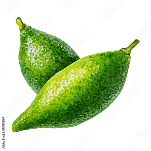 Stylized watercolor Finger Lime vector, modern artistic illustration with high-quality details on a pure white background.