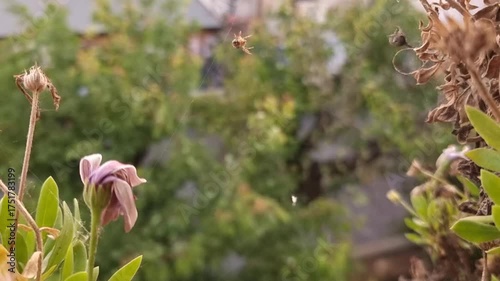 Spider Carefully Spinning Its Web in Natural Outdoor Setting