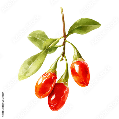 Goji Berry watercolor vector illustration, high-quality artwork isolated on a pure white background.
