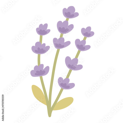 Lavender Flowers in Flat Style for Botanical Aromatic Design