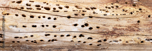 Wallpaper Mural Panoramic image. Tree trunk surface with small holes Torontodigital.ca