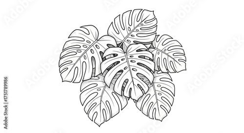 A beautiful hand-drawn line art illustration of a tropical Monstera plant with its iconic fenestrated leaves, isolated on a white background