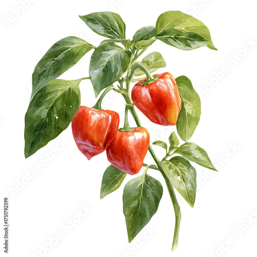 Watercolor Pepper Plant vector, artistic painting style, high-resolution illustration on a pure white background.