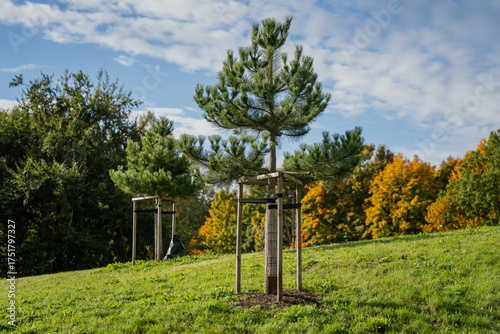 Foto Newly planted young trees supported by wooden frames on grassy hillside under bl