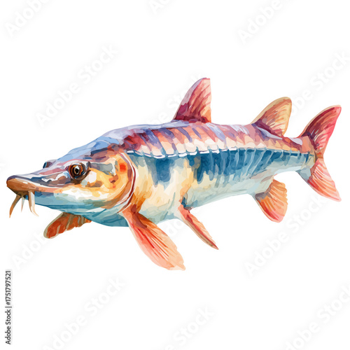 Sturgeon watercolor vector illustration, high-quality artwork isolated on a pure white background.