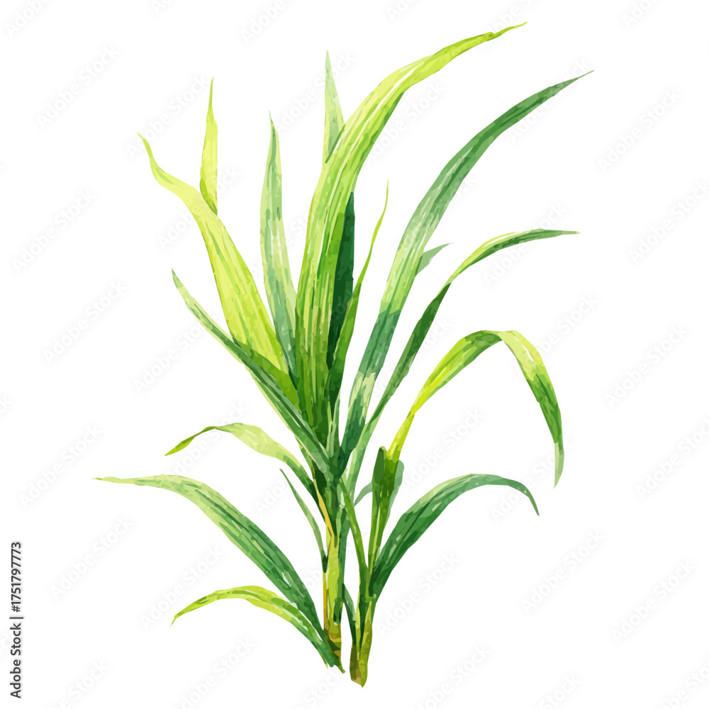 Obraz premium Sweet Flag watercolor artwork, high-quality professional vector illustration isolated on a white background.