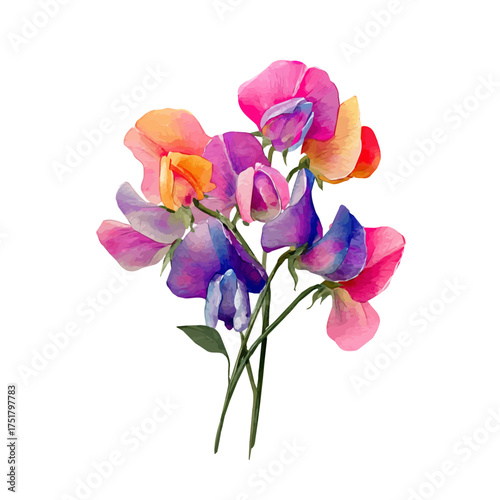Sweet Pea Bouquet watercolor vector illustration, high-quality artwork isolated on a pure white background.
