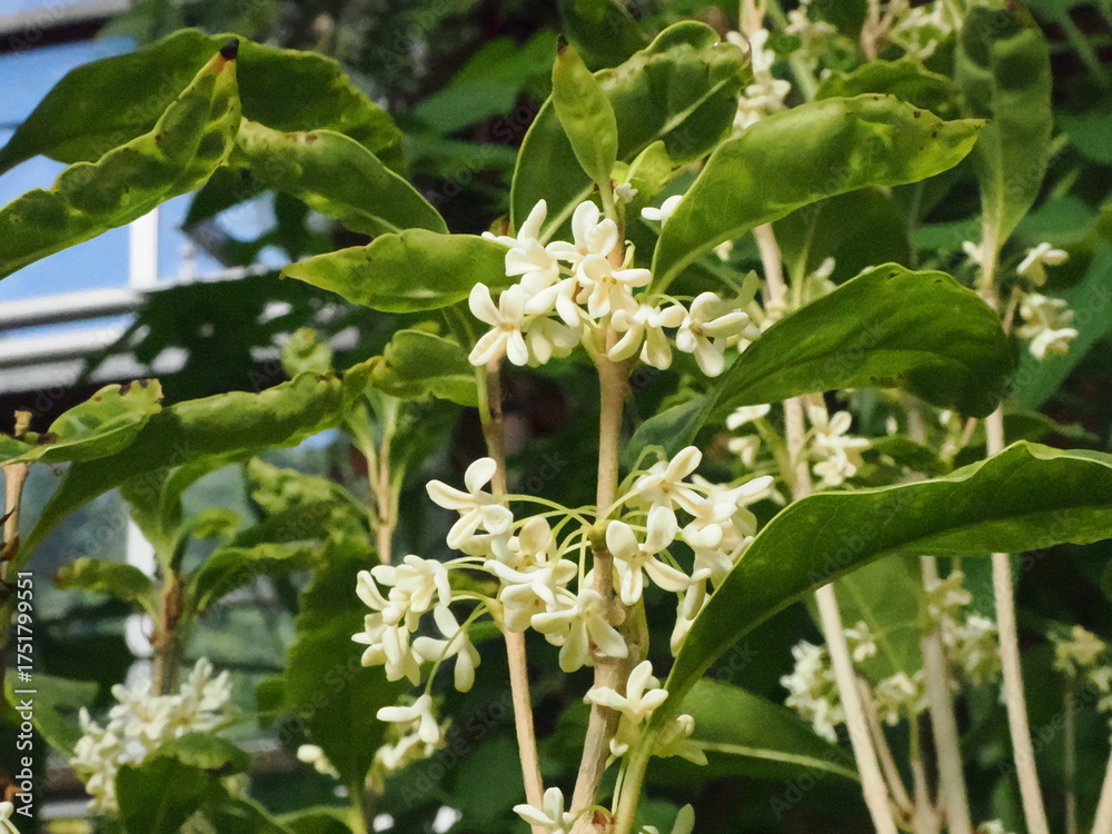 Obraz premium 可愛らしい銀木犀の花