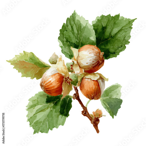 Watercolor painting of Wild Hazelnut, detailed and artistic vector illustration on a white background.