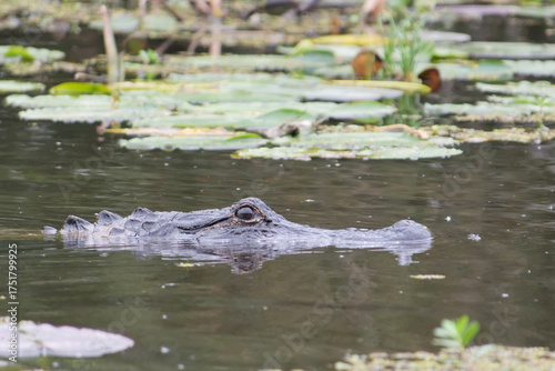 Close-up photo of an American Alligator head profile submerged in murky water and lily pads in the Louisiana Swamp, Louisiana, USA