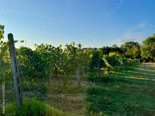 Grape plantations in Tuscany. Near towns Cetona and Piazze. View of the Tuscan mountains. Blue sky