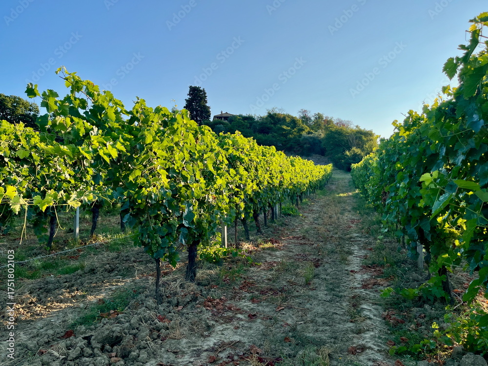Fototapeta premium Grape plantations in Tuscany. Near towns Cetona and Piazze. View of the Tuscan mountains. Blue sky