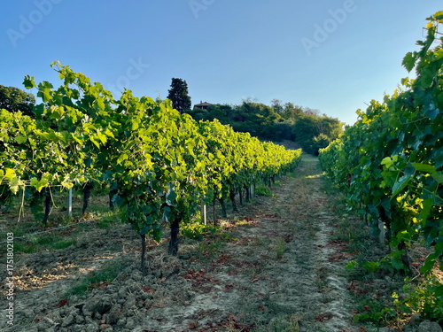 Grape plantations in Tuscany. Near towns Cetona and Piazze. View of the Tuscan mountains. Blue sky