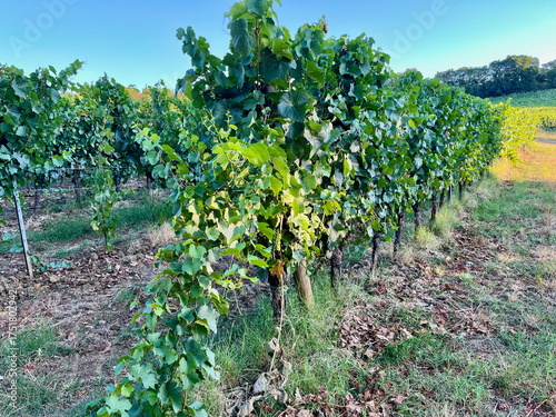 Grape plantations in Tuscany. Near towns Cetona and Piazze. View of the Tuscan mountains. Blue sky